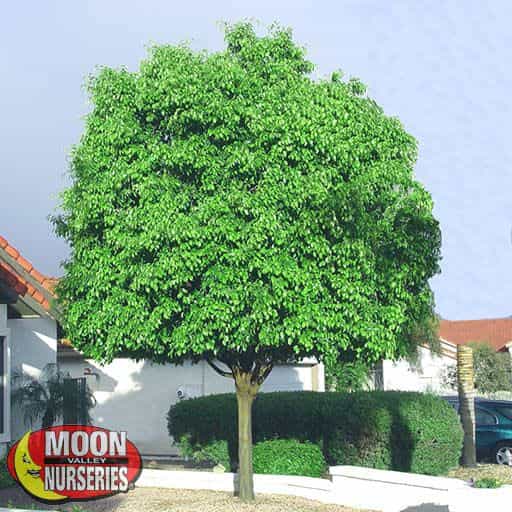 Weeping Fig tree in Front Yard