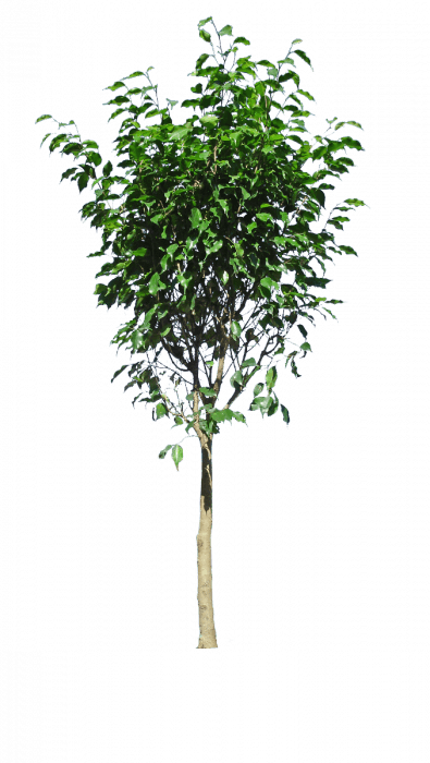 Weeping Fig tree