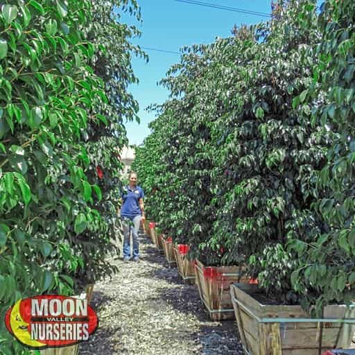 Weeping Fig | Evergreen Trees | Moon Valley Nurseries