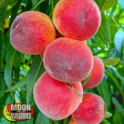 Florida Prince Peach Close-Up
