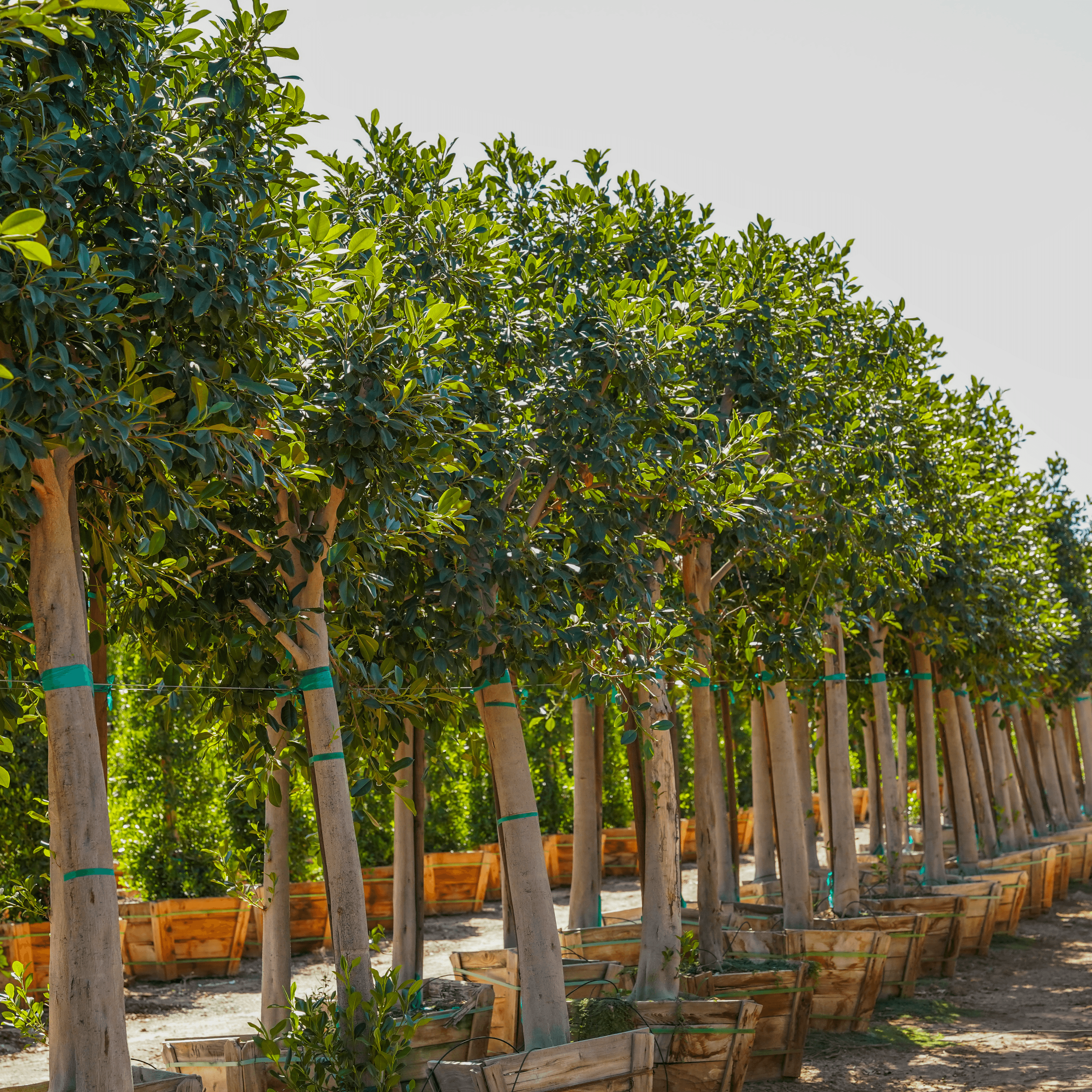Florida Ficus trees.