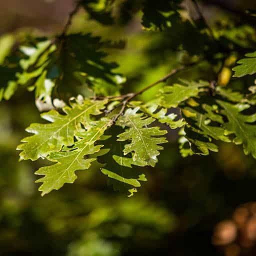 Forest Green Oak close up.