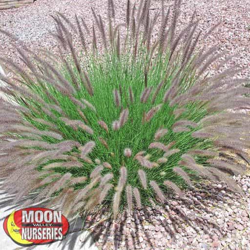 Green Fountain Grass in a landscape