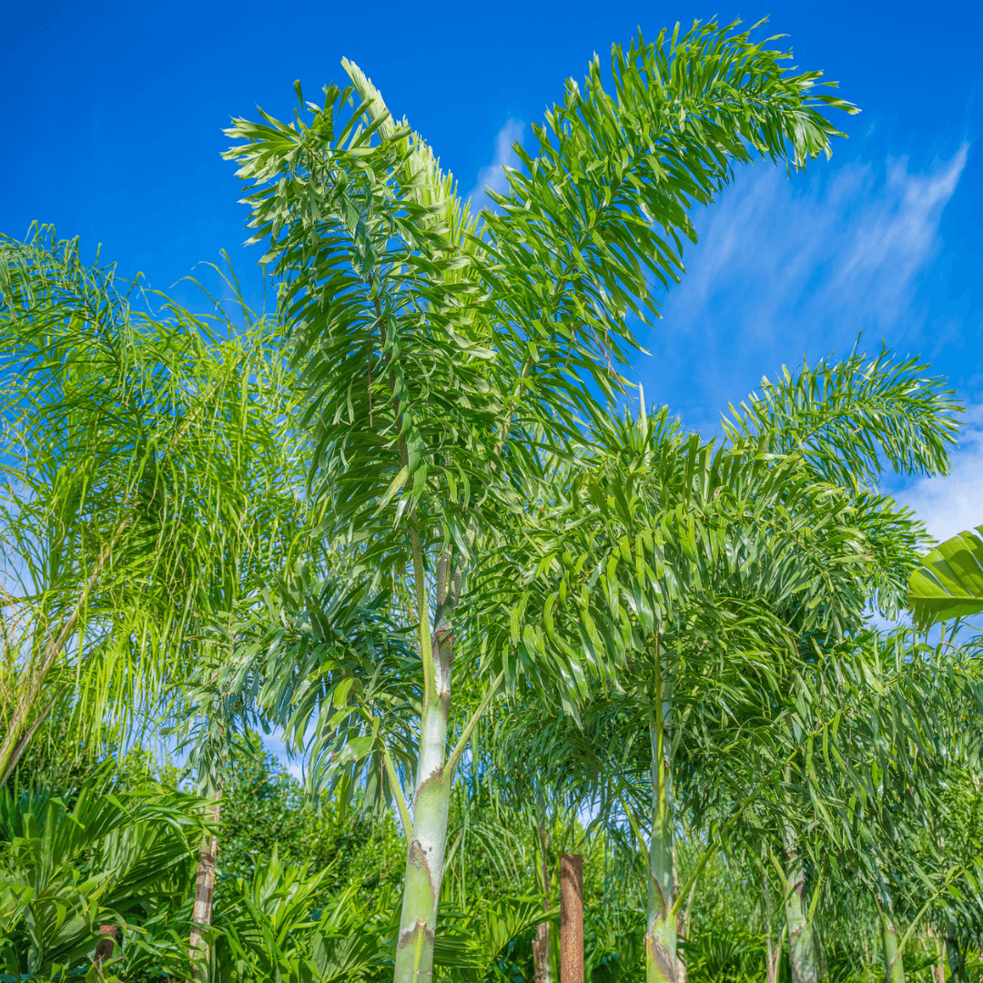 Foxtail Palm Crown