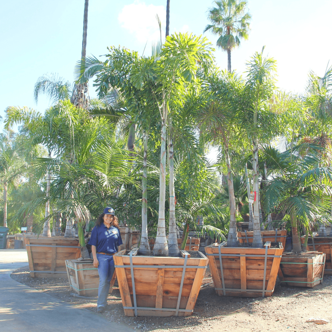 Foxtail Palm Tree