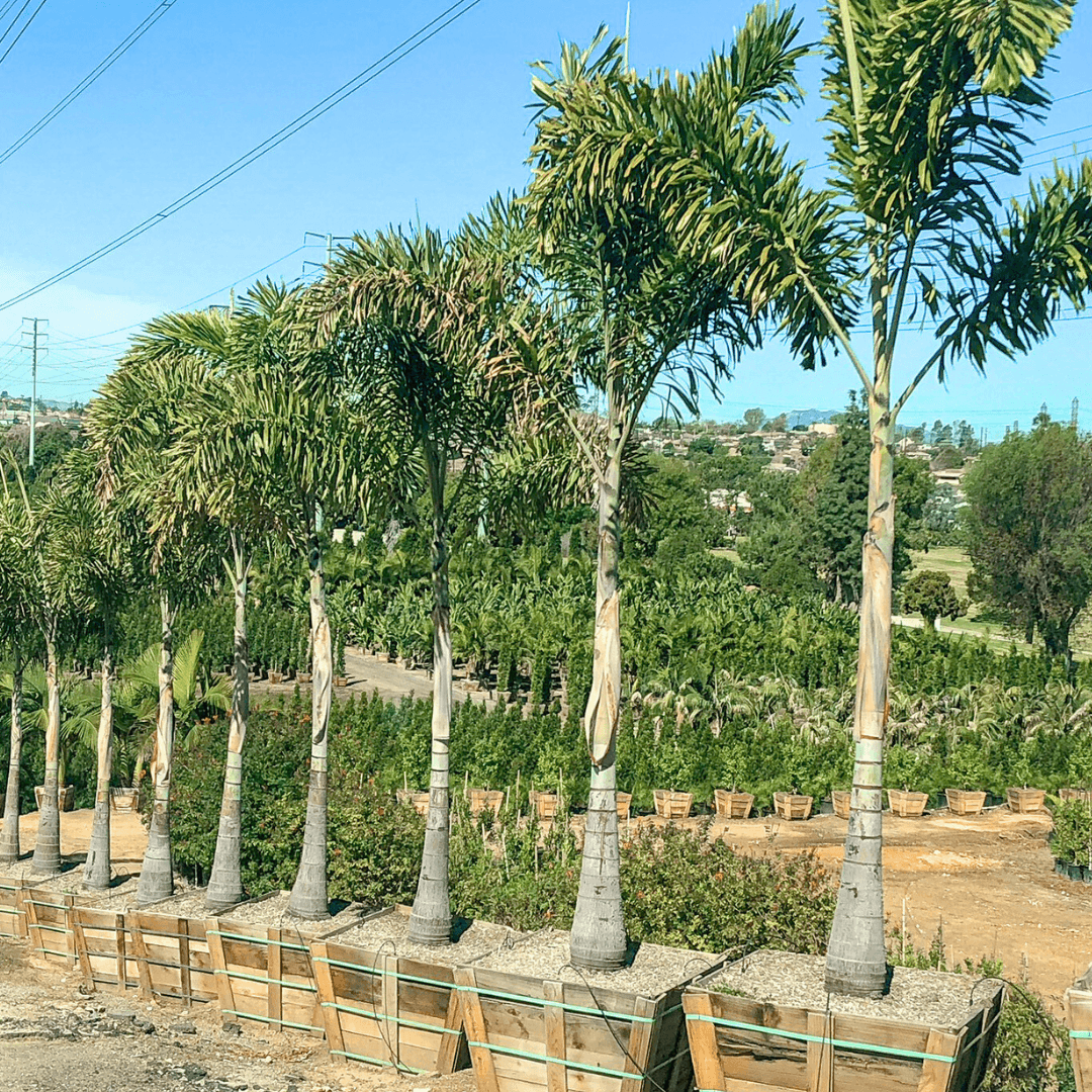 Foxtail Palms