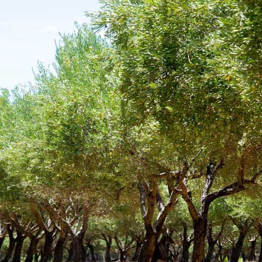 Frantoio Olive tree row.