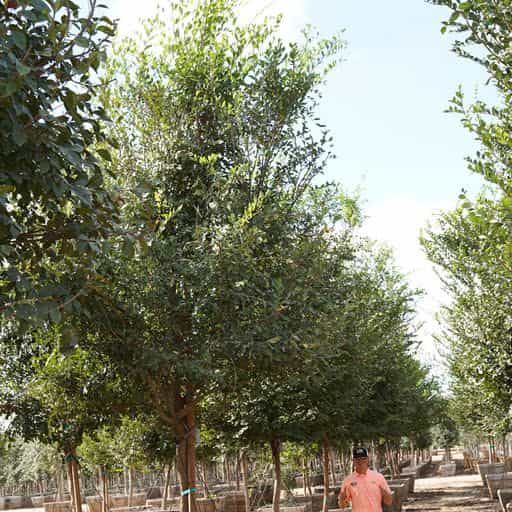 Frontier Elm trees at Moon Valley Nurseries.