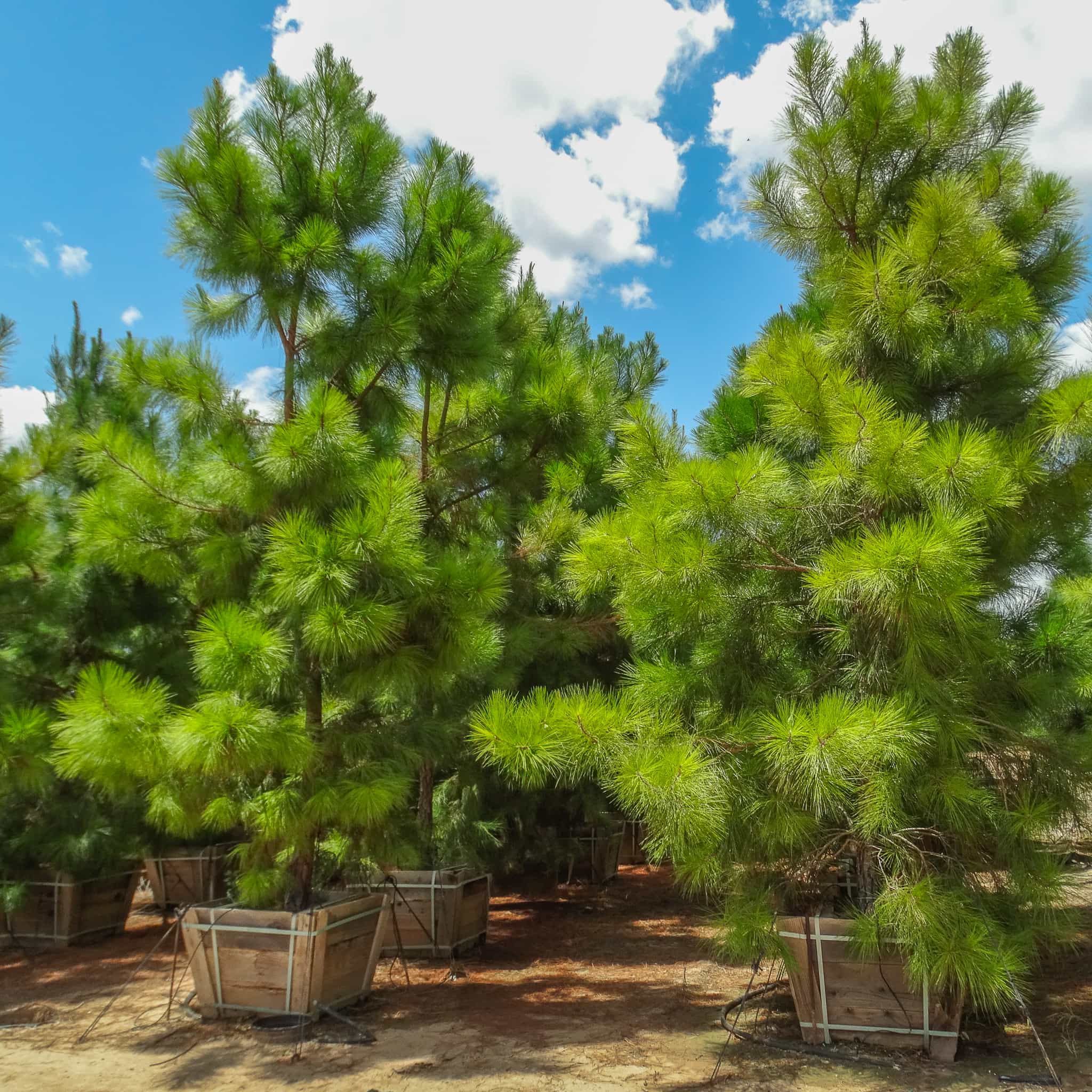 Loblolly Pine
