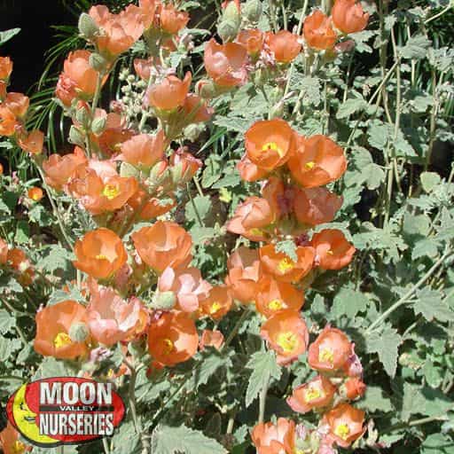 Globe Mallow flowers close up