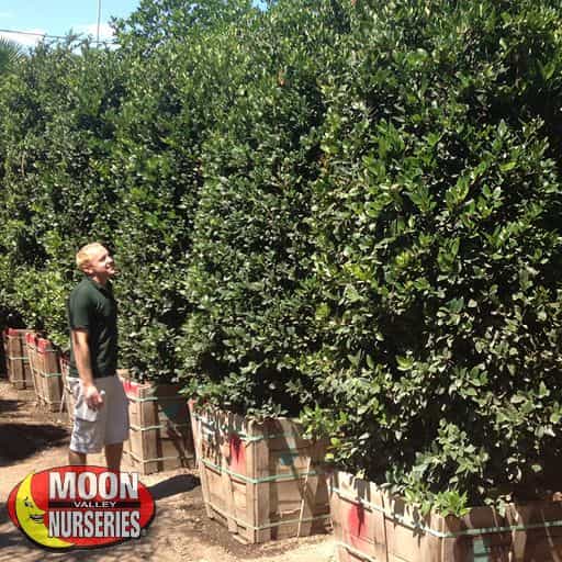 Glossy Privet Hedge with person