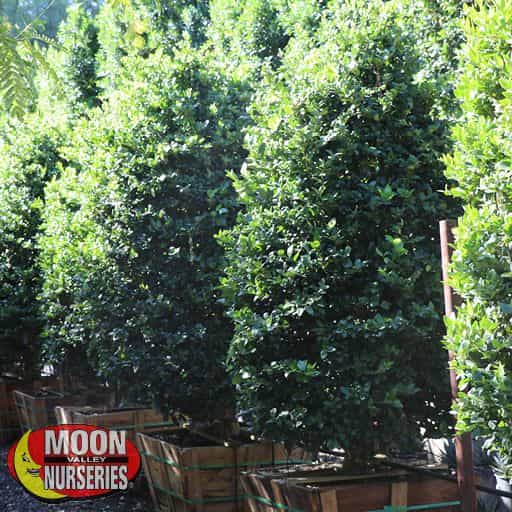 Glossy Privet Hedge in nursery