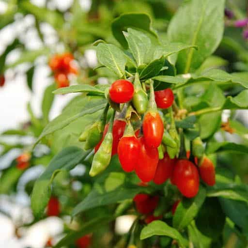 Goji Berry tree fruit close up.