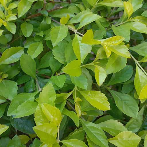 Gold Mound Duranta close up.