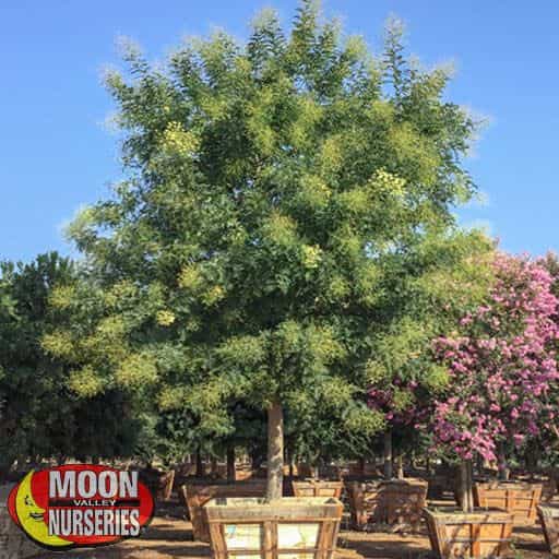 Golden Rain Tree in nursery