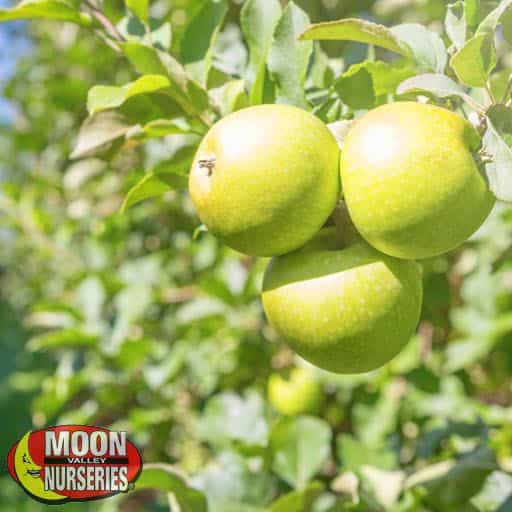 Granny Smith Apples on a tree