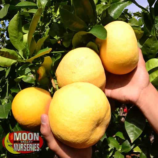 White Grapefruit Close-up