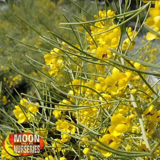 Green Feathery Cassia flowers