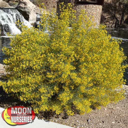 Green Feathery Cassia in a landscape
