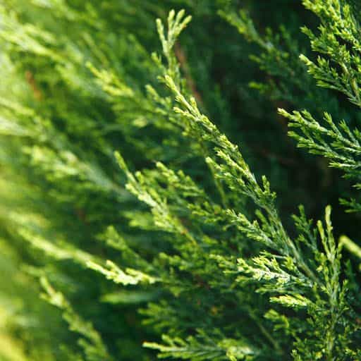 Close up of the Grey Owl Juniper tree.