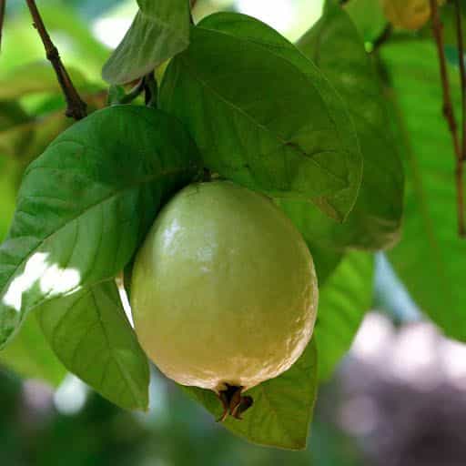 Guava Pink Beaumont fruit hanging on tree.