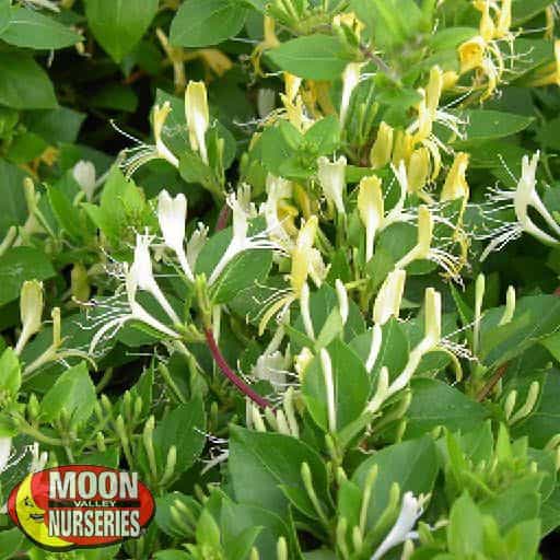 Hall's Honeysuckle flowers close up