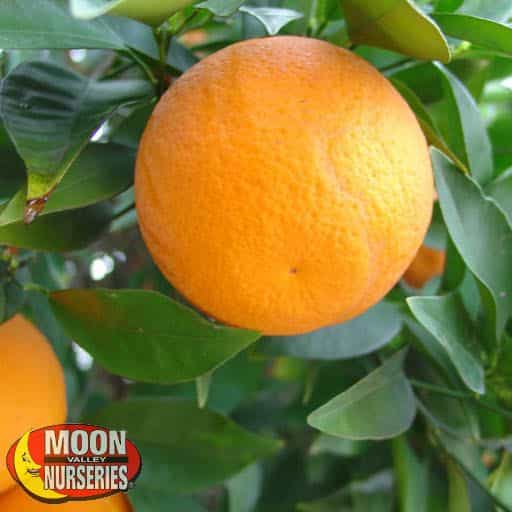 Hamlin Sweet Orange Close-up