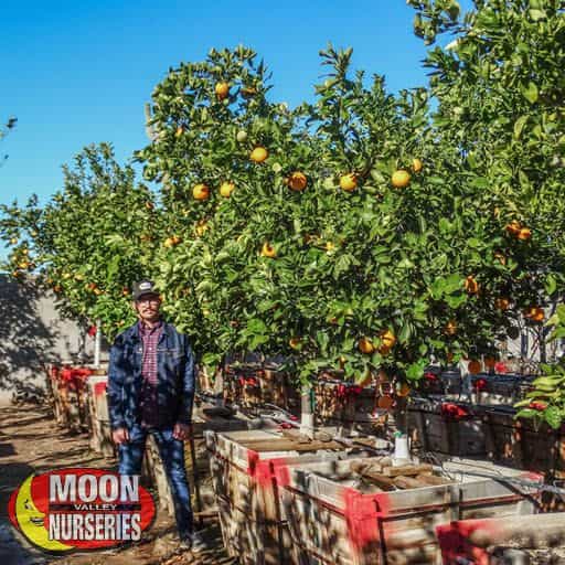 Hamlin Sweet Orange Trees in Nursery