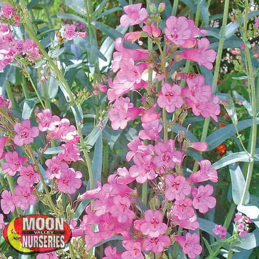 Beard Tongue 'Hidcote Pink'