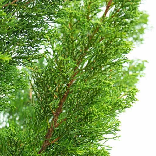 Hollywood Juniper tree.