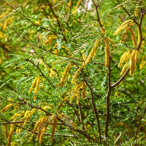 Honey Mesquite tree foliage up close.