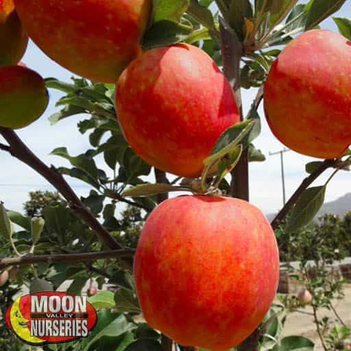 Honey Crisp Apple close up on a tree