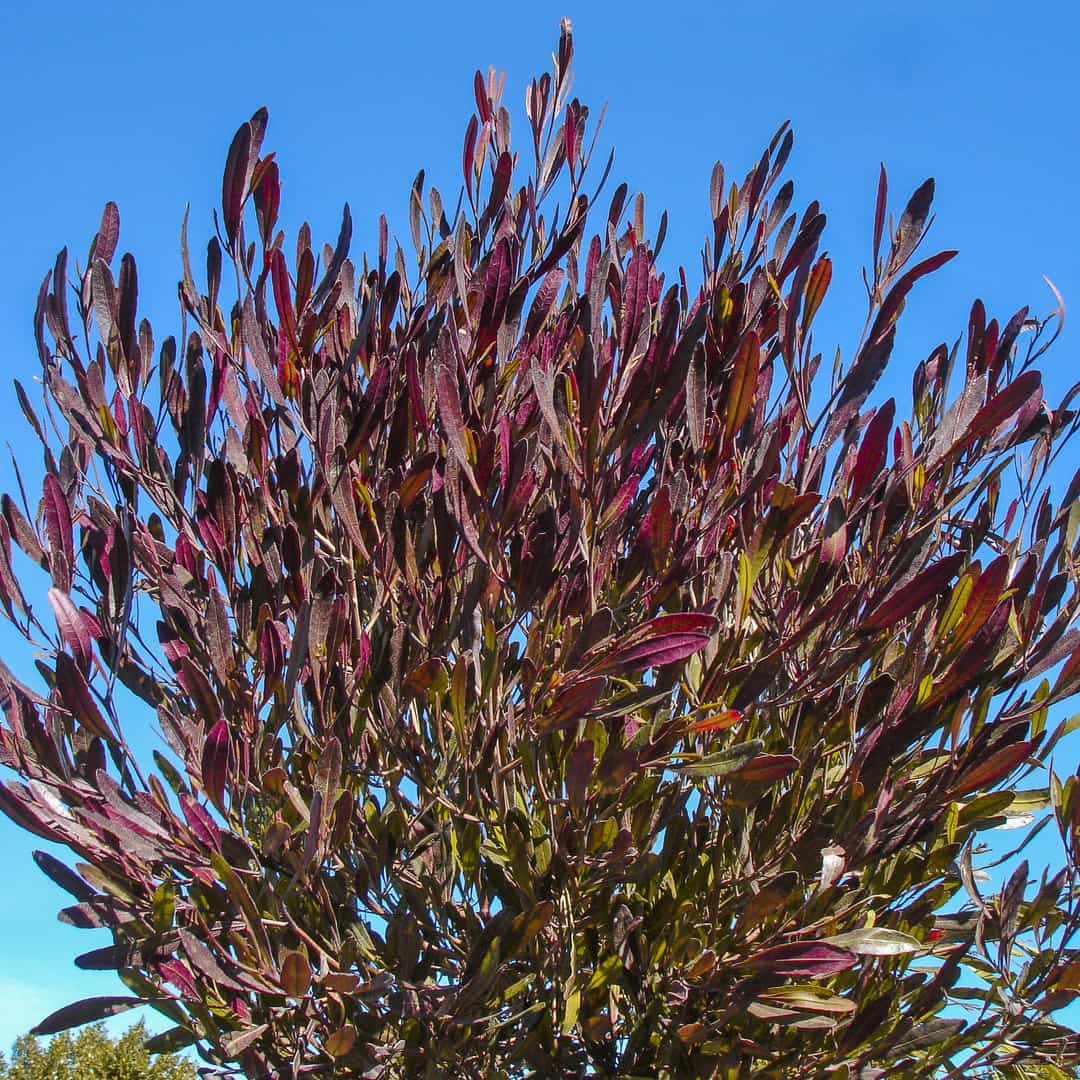 purple-hopseed-hedges-moon-valley-nurseries