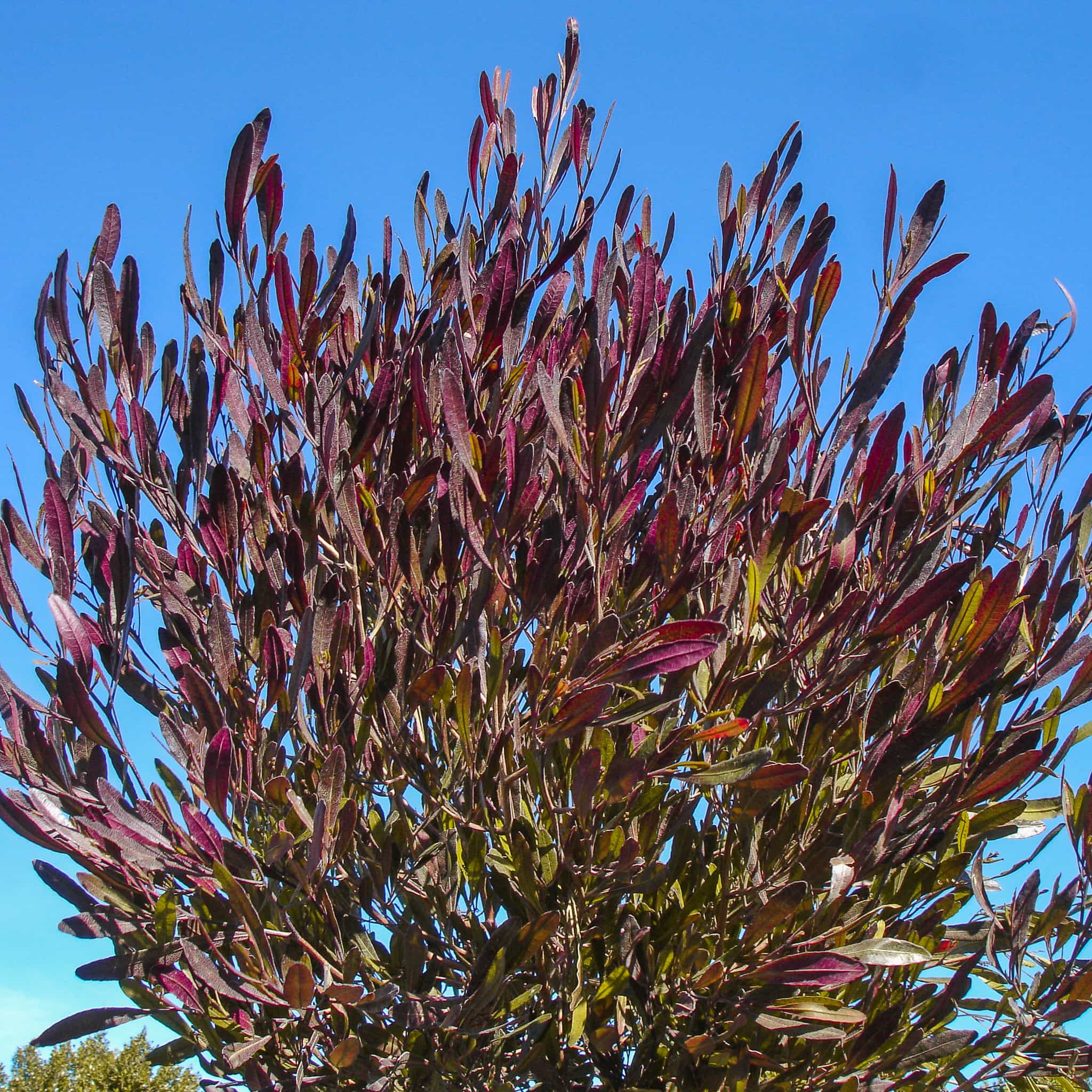Purple Hopseed leaves