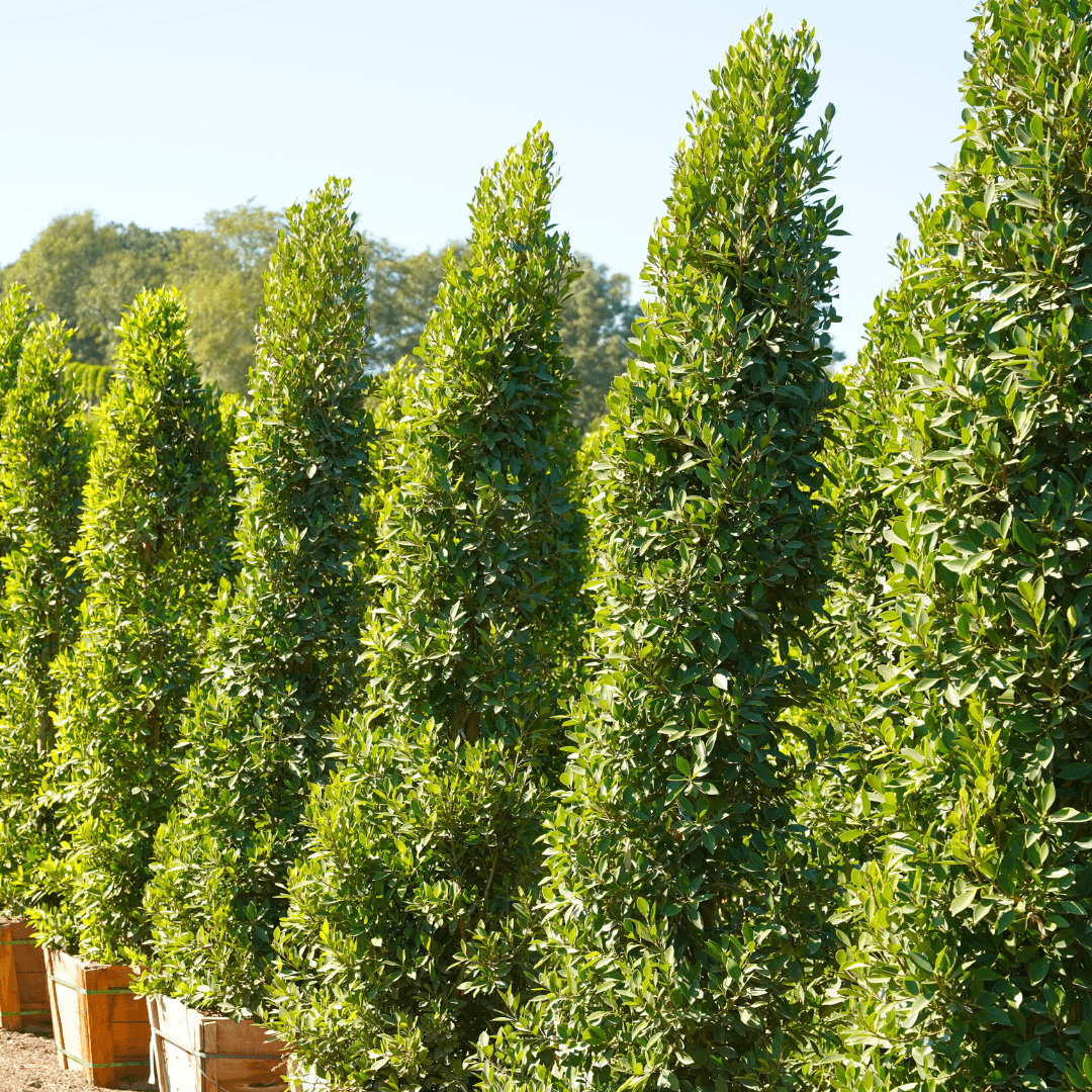 Indian Laurel Columns