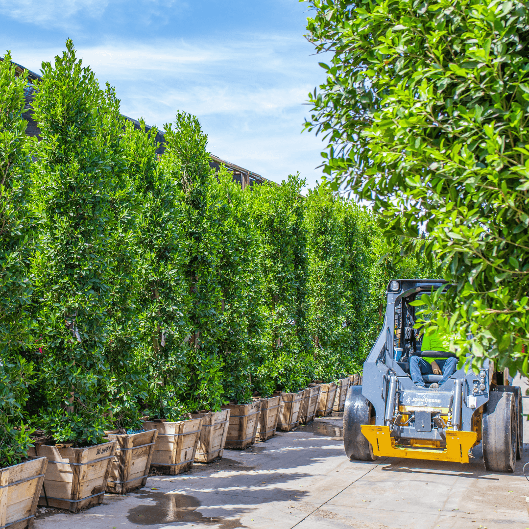 Indian Laurel Ficus Columns