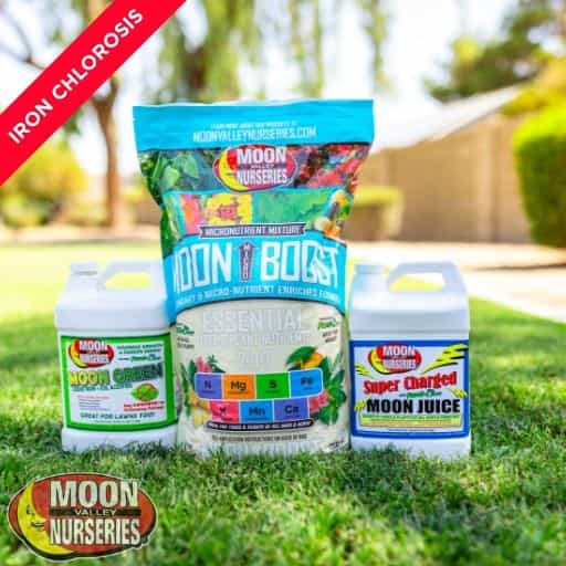 Moon Valley Nurseries' Iron Chlorosis Treatment Package