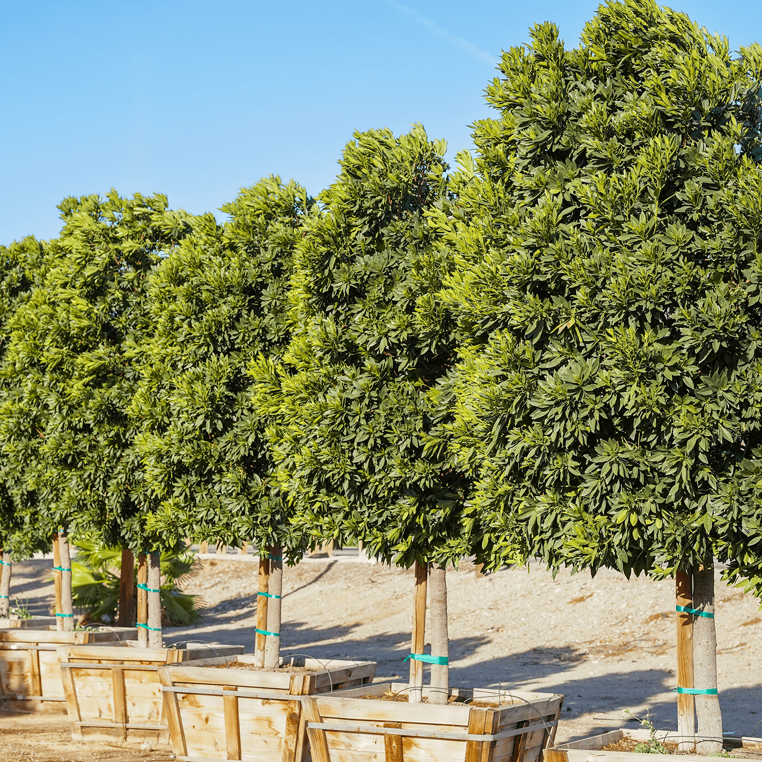 Japanese Blueberry tree row
