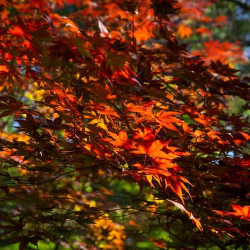 Akita Japanese Maple fall color foliage up close.