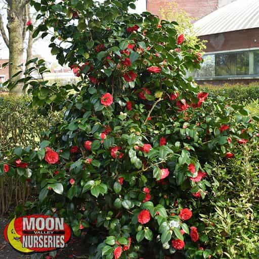 Japanese Camellia in a yard