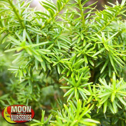Japanese Yew close up