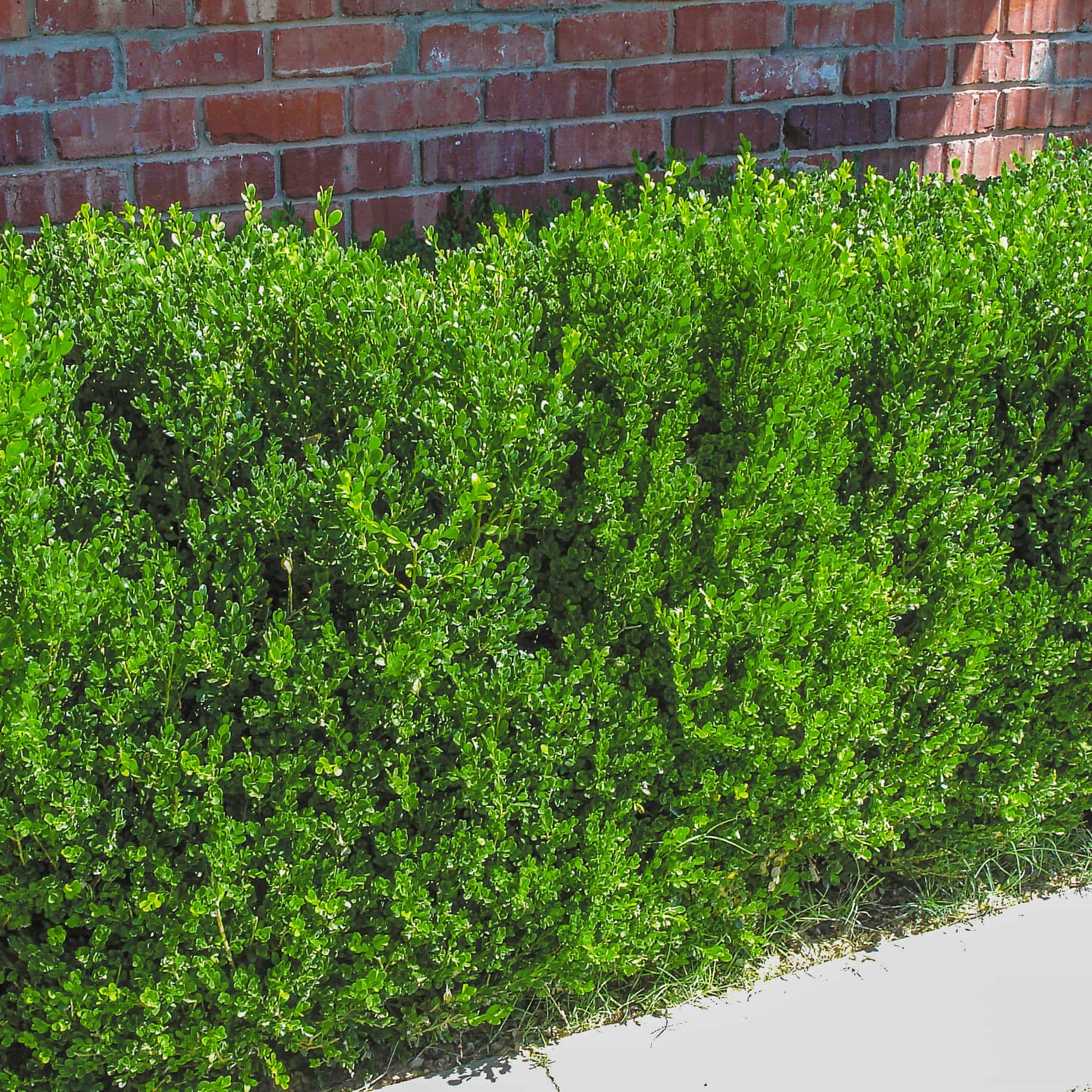 Japanese Boxwood hedge