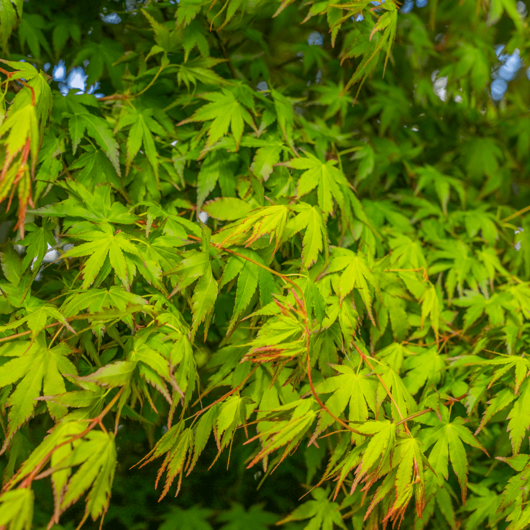 Japanese Maple Tree Foliage