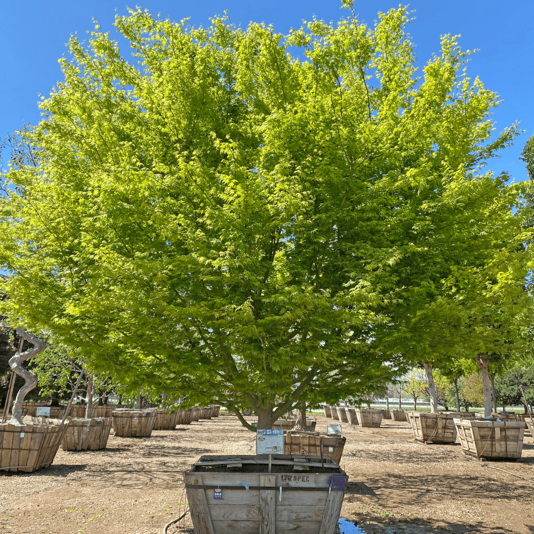 apanese Maple Tree