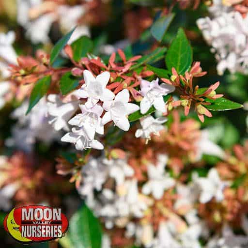 Kaleidoscope Abelia flowers close up