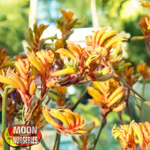 Kangaroo Paw up close