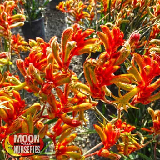 Kangaroo Paw flowers up close