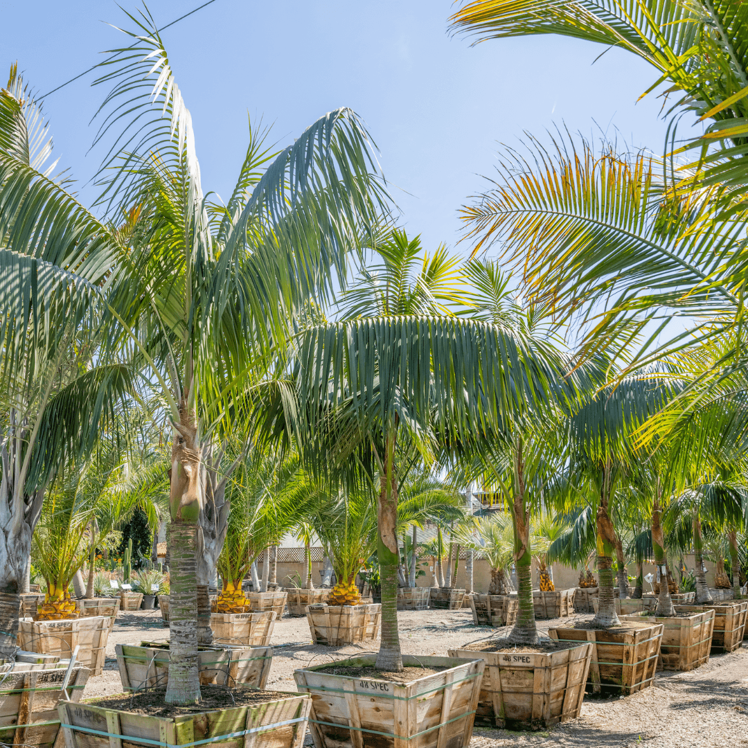 Kentia Palm Trees