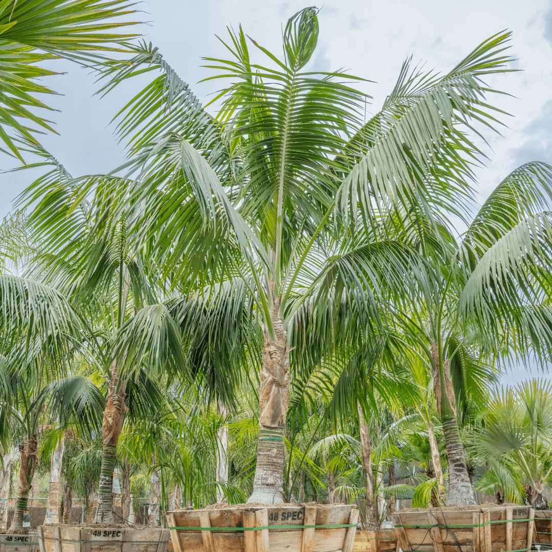 Kentia Palms