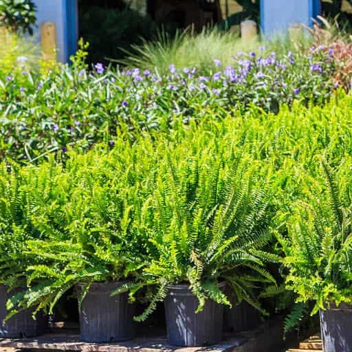Kimberly Queen Fern plants.